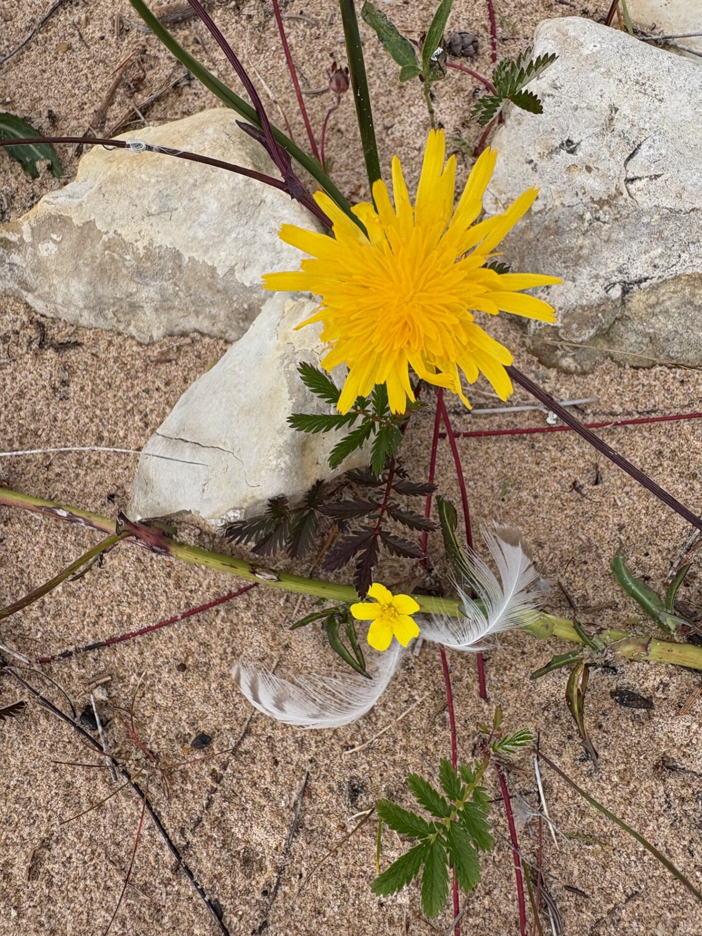 Natural beauty on the sandy shore of the Les Cheneaux Region in the Upper Peninsula of Michigan. Submitted by: Catherine Knoop