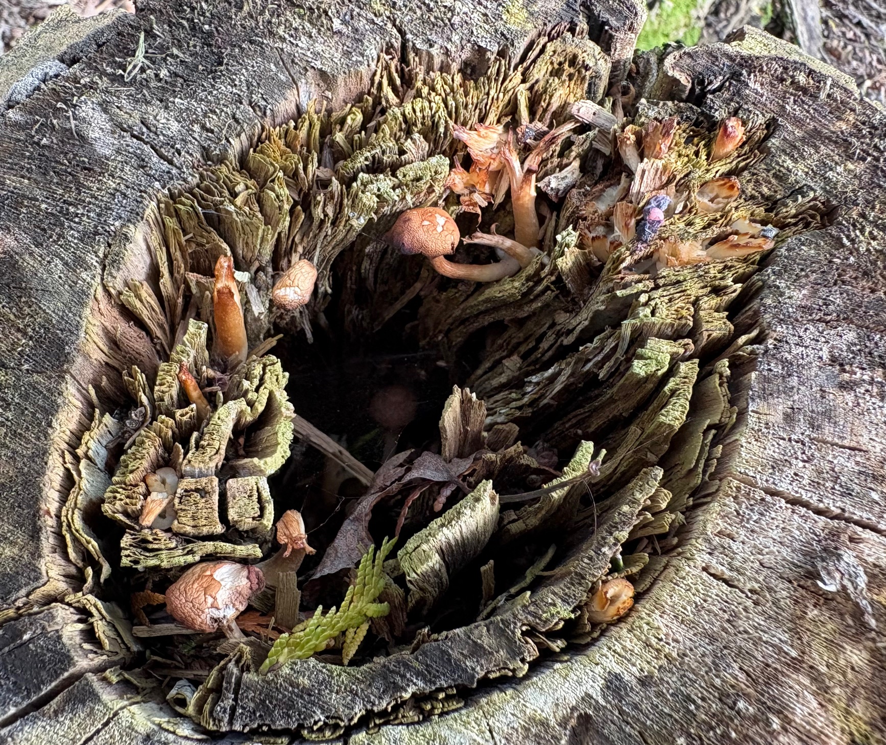 Life in a dead tree stump on Drummond Island in the Upper Peninsula of Michigan. Submitted by: Catherine Knoop