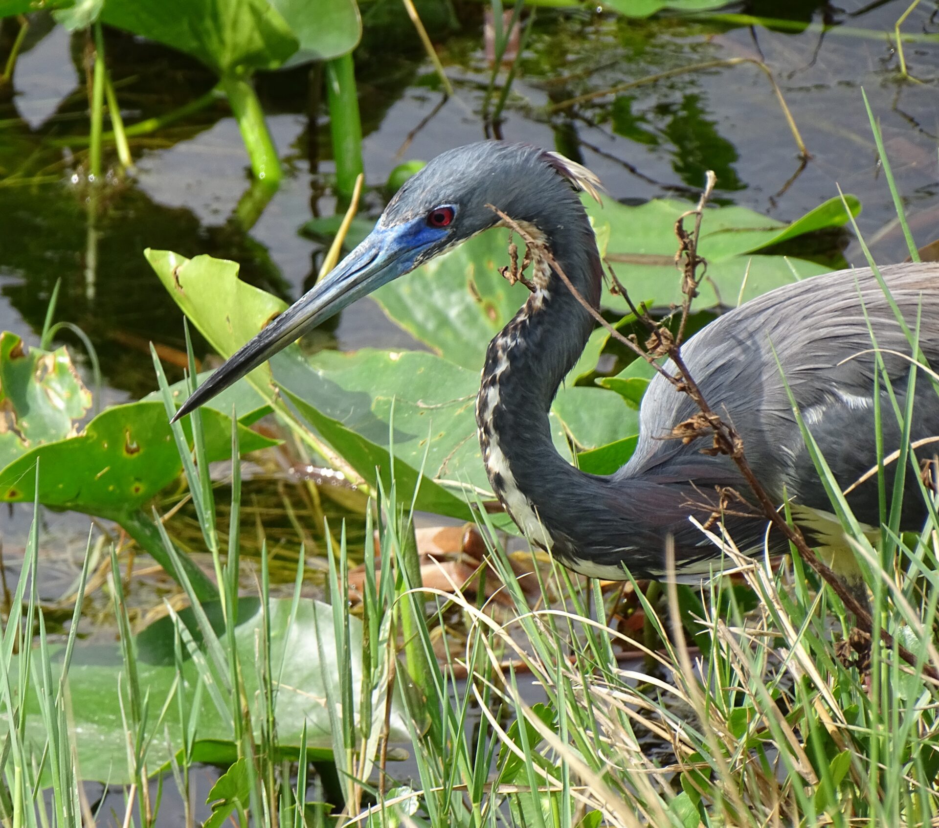 A Tricolored heron peaks out, looking for an easy catch in the lake's marshy area. Photographed along Lake Wildlife Drive in Lake Apopka, Florida. Submitted by: Catherine Knoop