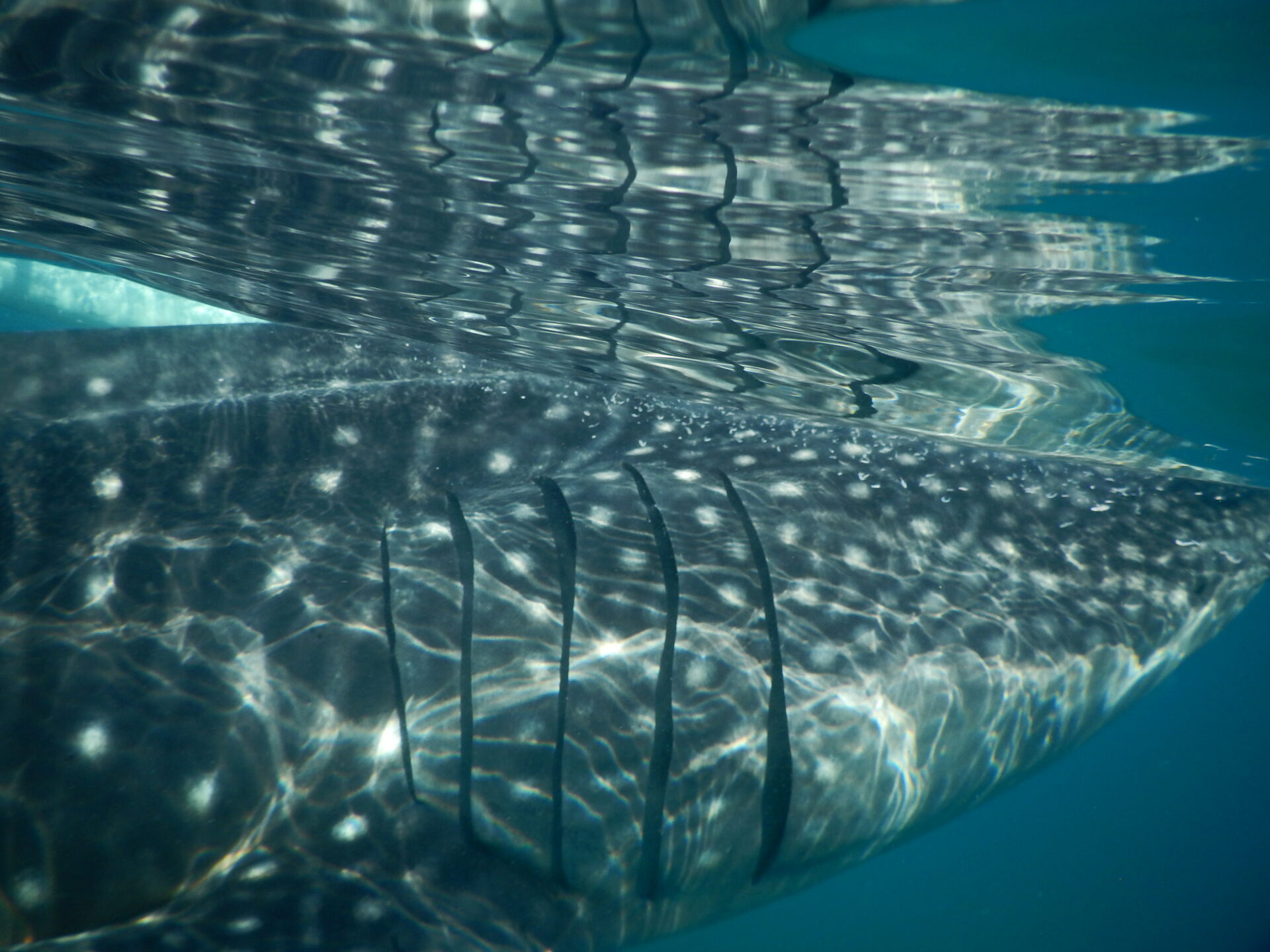 A whale shark in 20 feet of water, with very clear visibility. Photographed in the Village of Oslob, on Cebu Island, Philippines back in 2018. Submitted by: Doug Cooley
