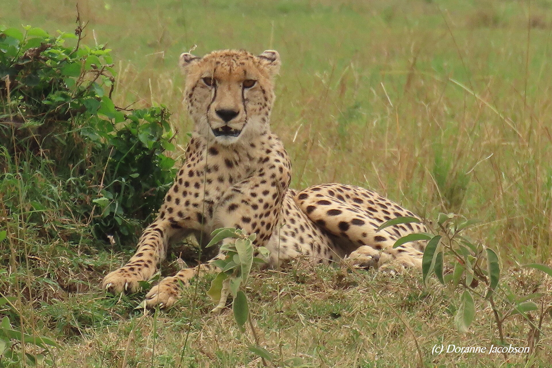 A cheetah reclines in the grass, on the lookout for its next meal. Photographed at Maasai Mara National Reserve in Kenya. Submitted by: Doranne Jacobson