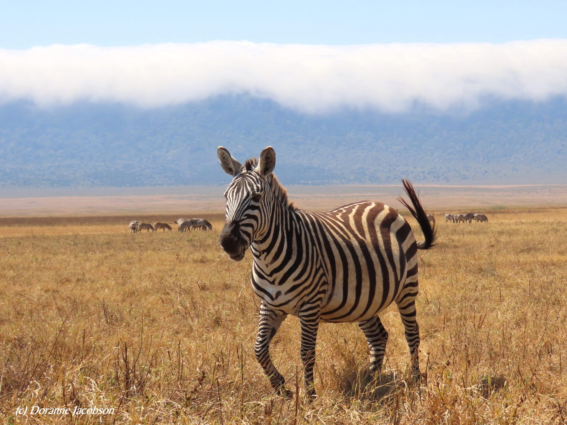 A zebra and other animals in Ngorongoro Crater, as morning mists bring moisture into the caldera. Submitted by: Doranne Jacobson