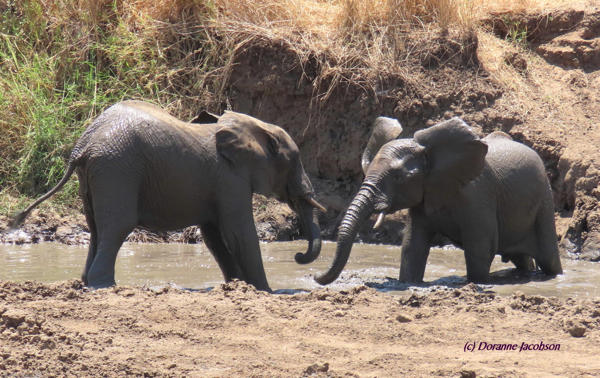 Young elephants tussling in a riverbed at Tarangire National Park in Tanzania. Submitted by: Doranne Jacobson