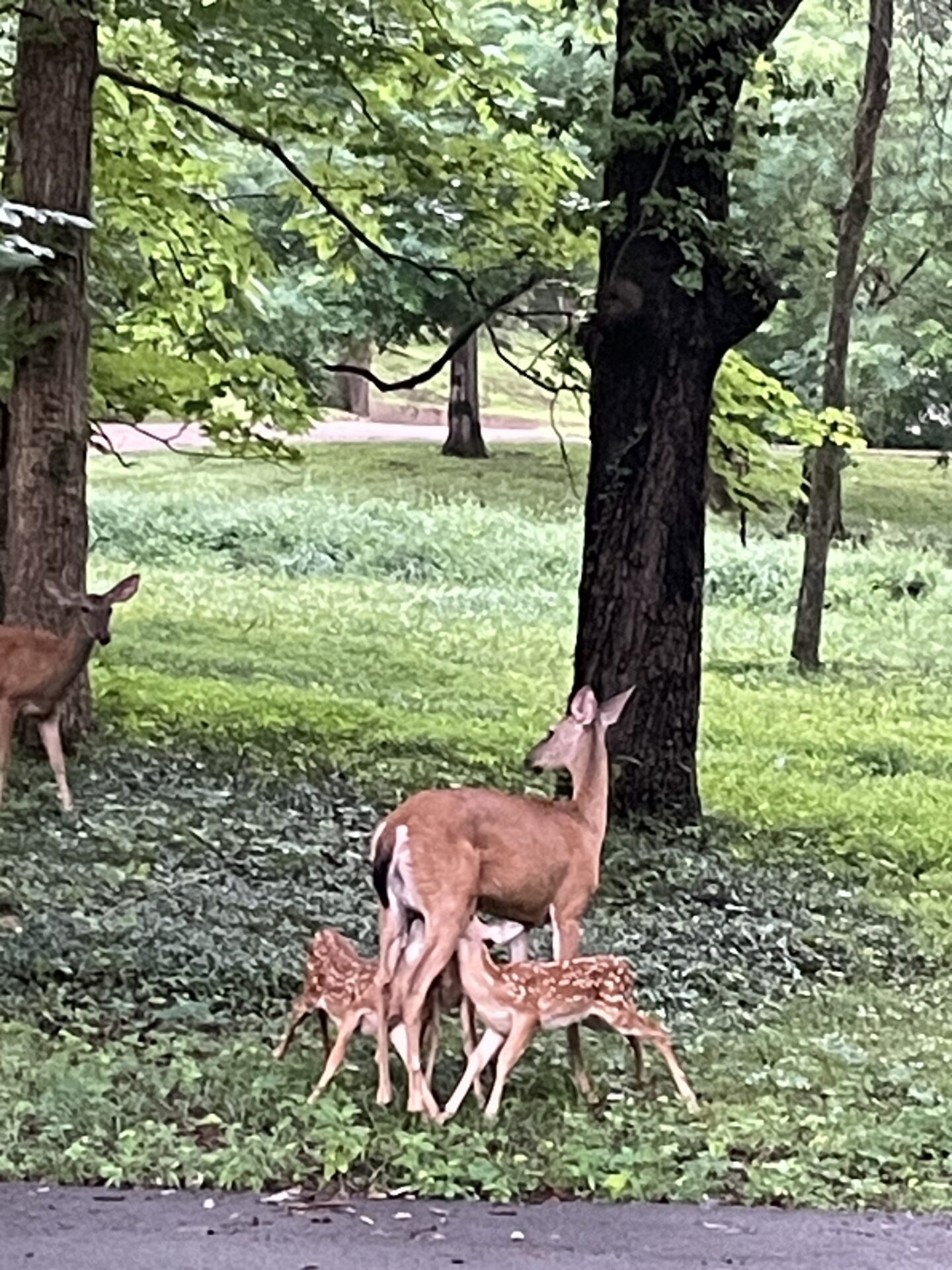 A baby deer feeding in Forest Hills, Tennessee. Submitted by: Jesse Gore