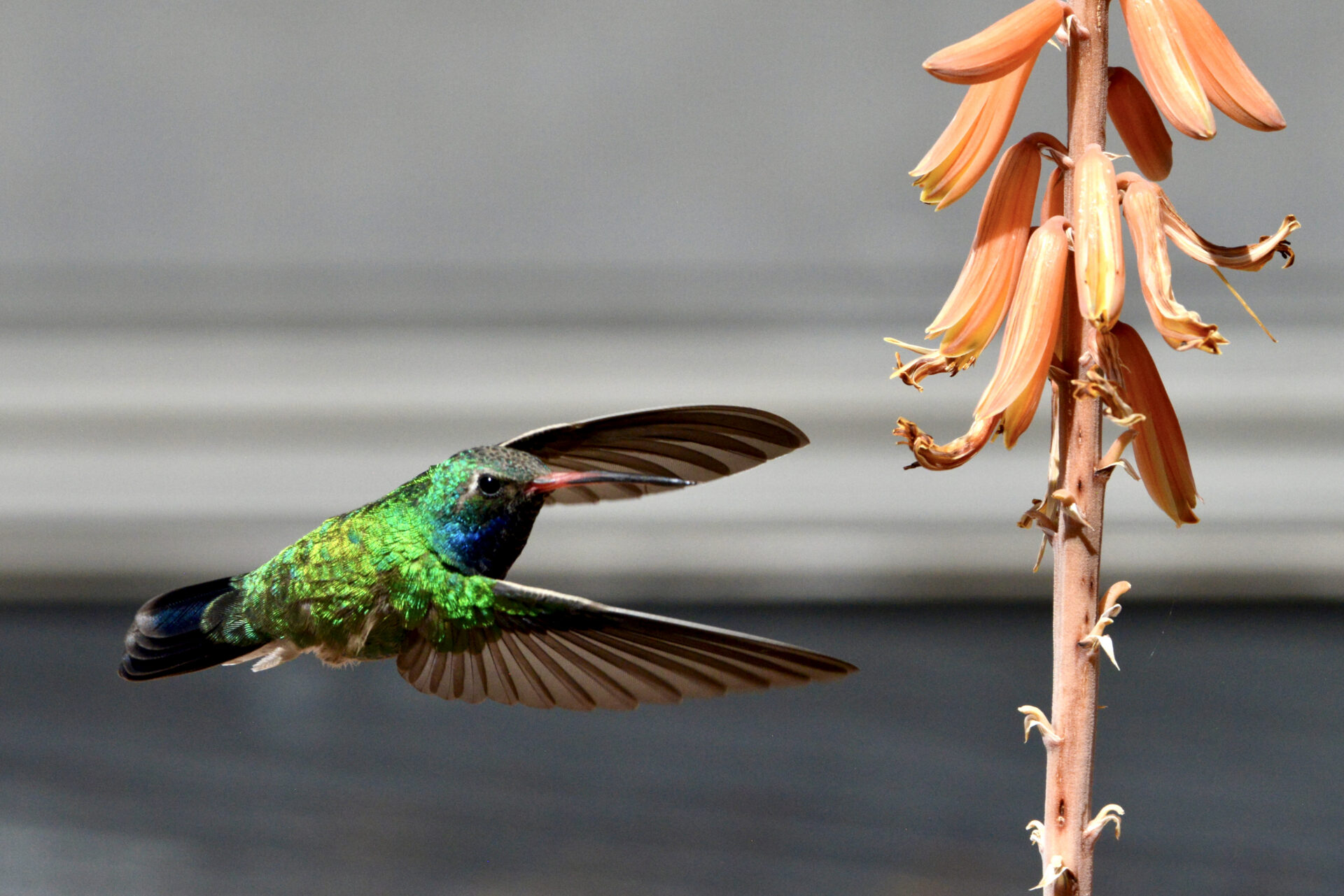 The hummingbirds love the aloe plants outside our house in Arizona. I caught this Broad-billed hummingbird coming in for nectar. Submitted by: Jeanie Cole