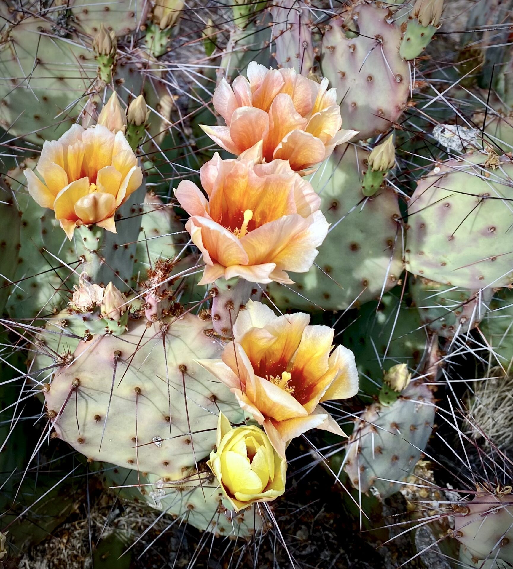 Delicate prickly pear cactus blooms in early spring in the Big Bend region of Texas. Submitted by: Jeanie Cole