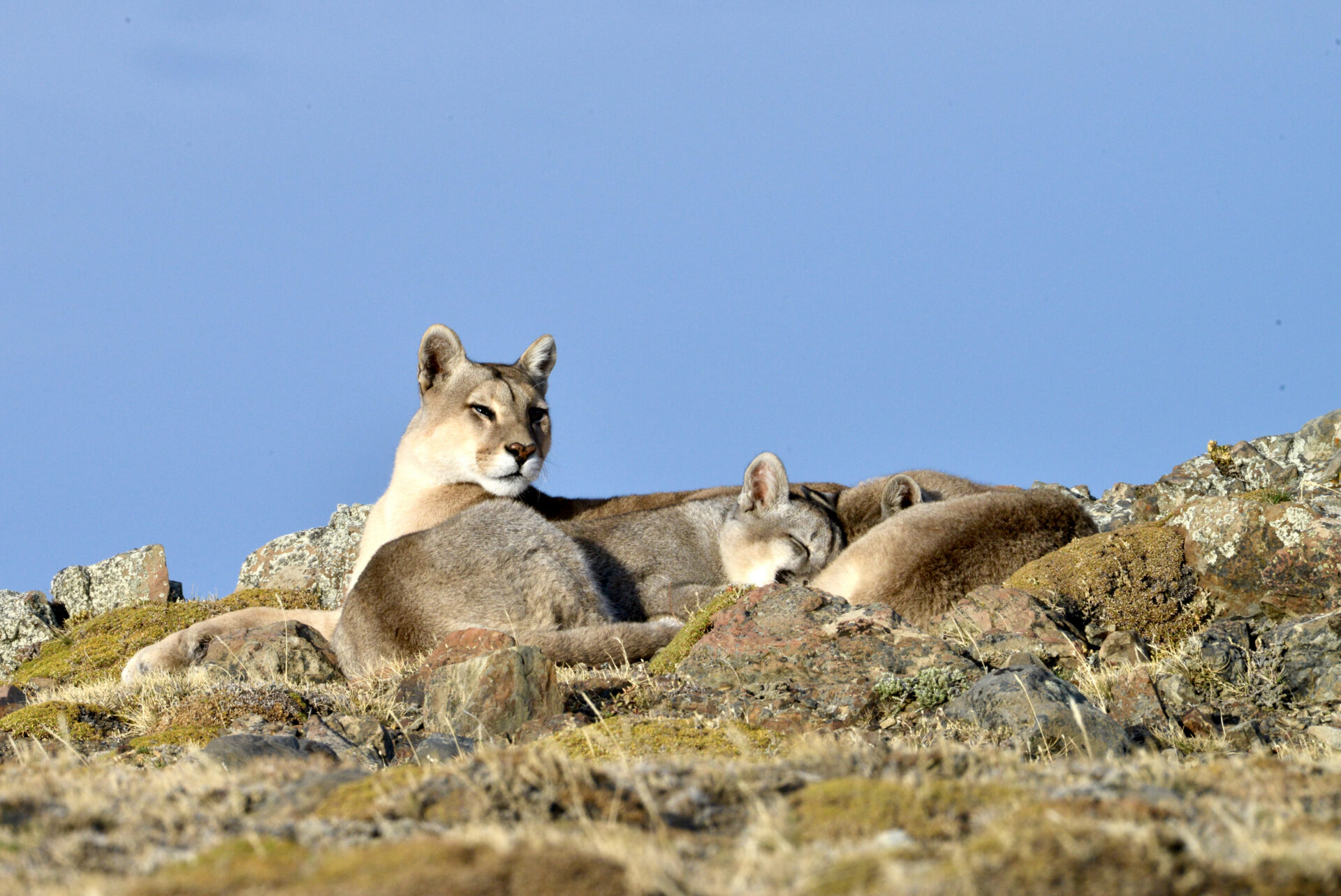 A mother puma and her two cubs soak up the sunshine on a chilly, windy day in Torres Del Paine National Park, Chile. Submitted by: Jeanie Cole