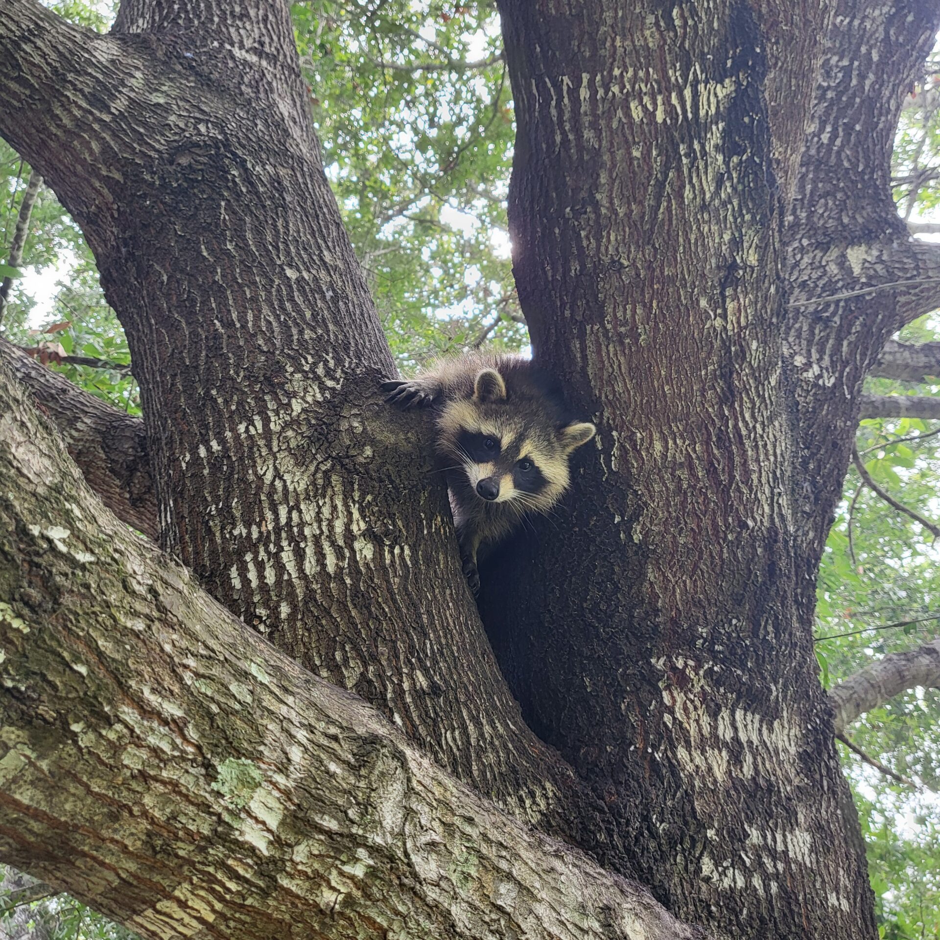 One of three young raccoons that enjoys the unbuilt area behind the yard! Submitted by: Kristina Rose