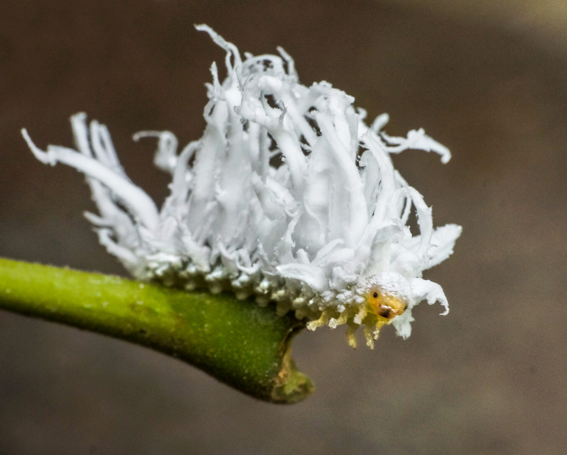 Butternut sawfly slugs look like tufts of cotton as they consume leaves of a birch tree. Submitted by: Karl Leck