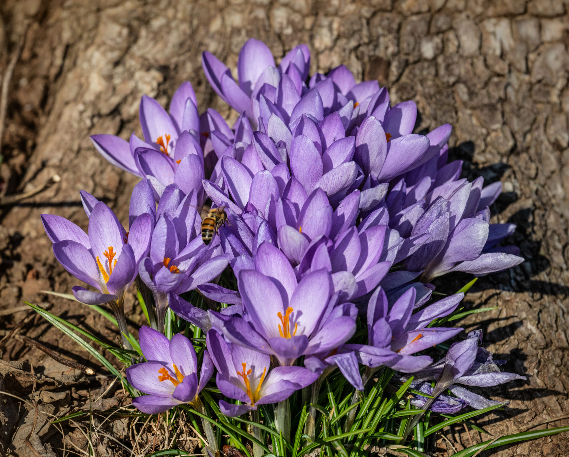 Each spring is heralded by a patch of crocus at the base of a dogwood in a residential neighborhood in Wilmington, Delaware. Submitted by: Karl Leck