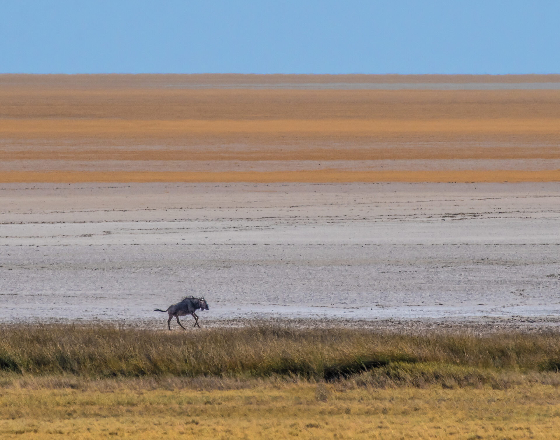 A lone wildebeest wanders at the edge of the nothingness of the desert. Submitted by: Karl Leck