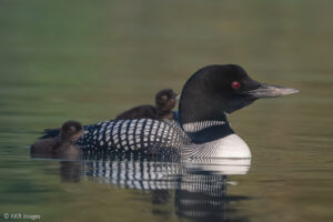 Common Loon chicks are active soon after birth. While they are growing, they often ride on a parent's back to rest. They paddle along close to the parent to gain strength under the parent's watchful attention. Submitted by: Kathy Raffel