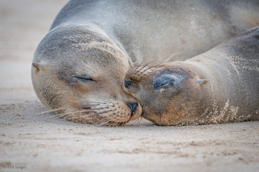 Galapagos sea lion mothers and babies gather on the beaches in the Galapagos. The bond between the mother and pups is clear, as the young seek close physical contact with their parents. Submitted by: Kathy Raffel