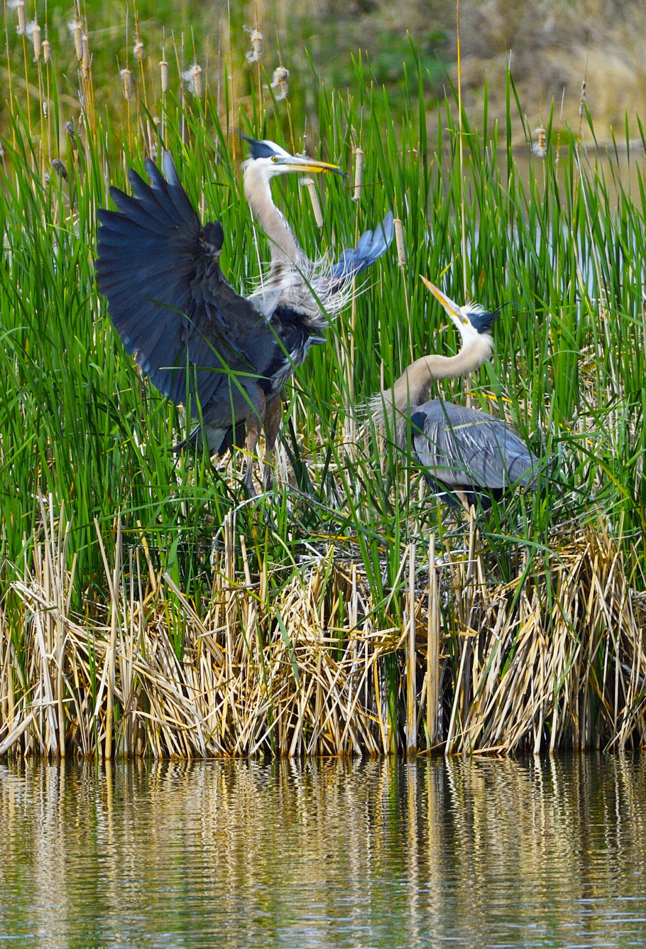 A pair of Great blue herons greet each other at their nest in the wetlands of Farmington Bay, Utah. Submitted by: Leslie Scopes Anderson