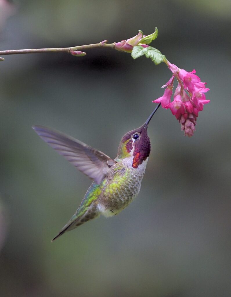 A male Anna's hummingbird sips from a native red-flowering currant in Arcata, California. Submitted by: Leslie Scopes Anderson