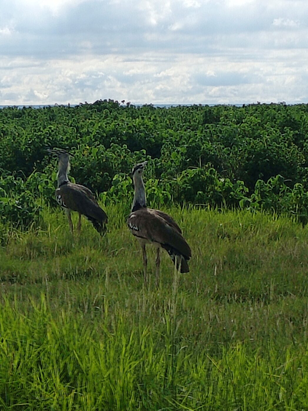 A pair of Kori Bustards (scientific name: Ardeotis kori) surveying Amboseli. Kori Bustards are the most elegant and impressive birds in Africa, and the heaviest flying bird in the world. Males can weigh up to 33lb! Submitted by: Melvine Ouyo