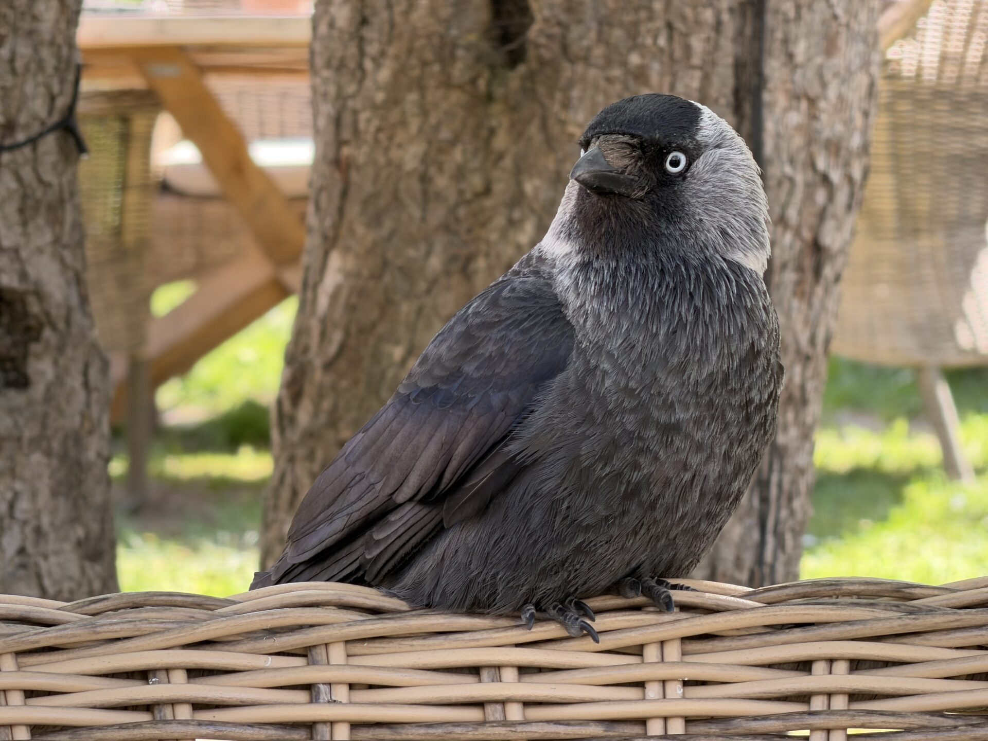 Eurasian jackdaw photographed in Visby, Sweden. Submitted by: Nancy Rae Stone