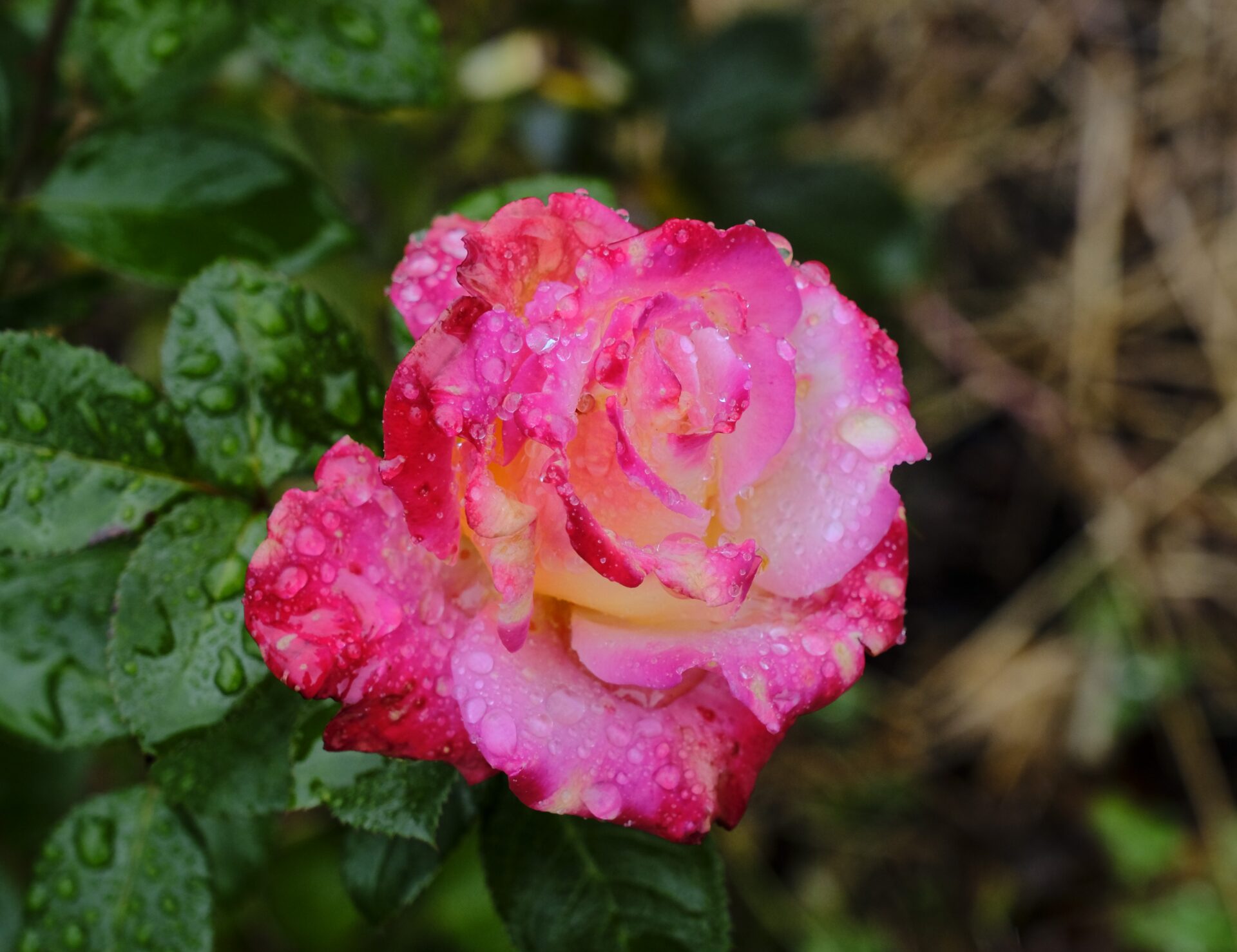 A close-up of a rose after rain in Portland, Oregon. Submitted by: Paul Wilson
