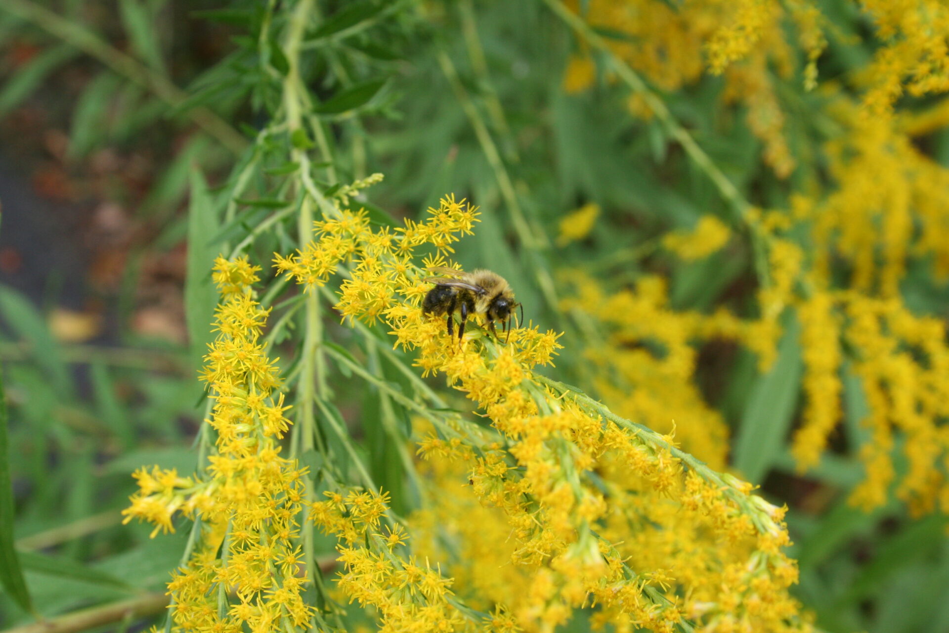 A bumblebee on a native goldenrod in Columbus, Ohio. Submitted by: Paul Dyer