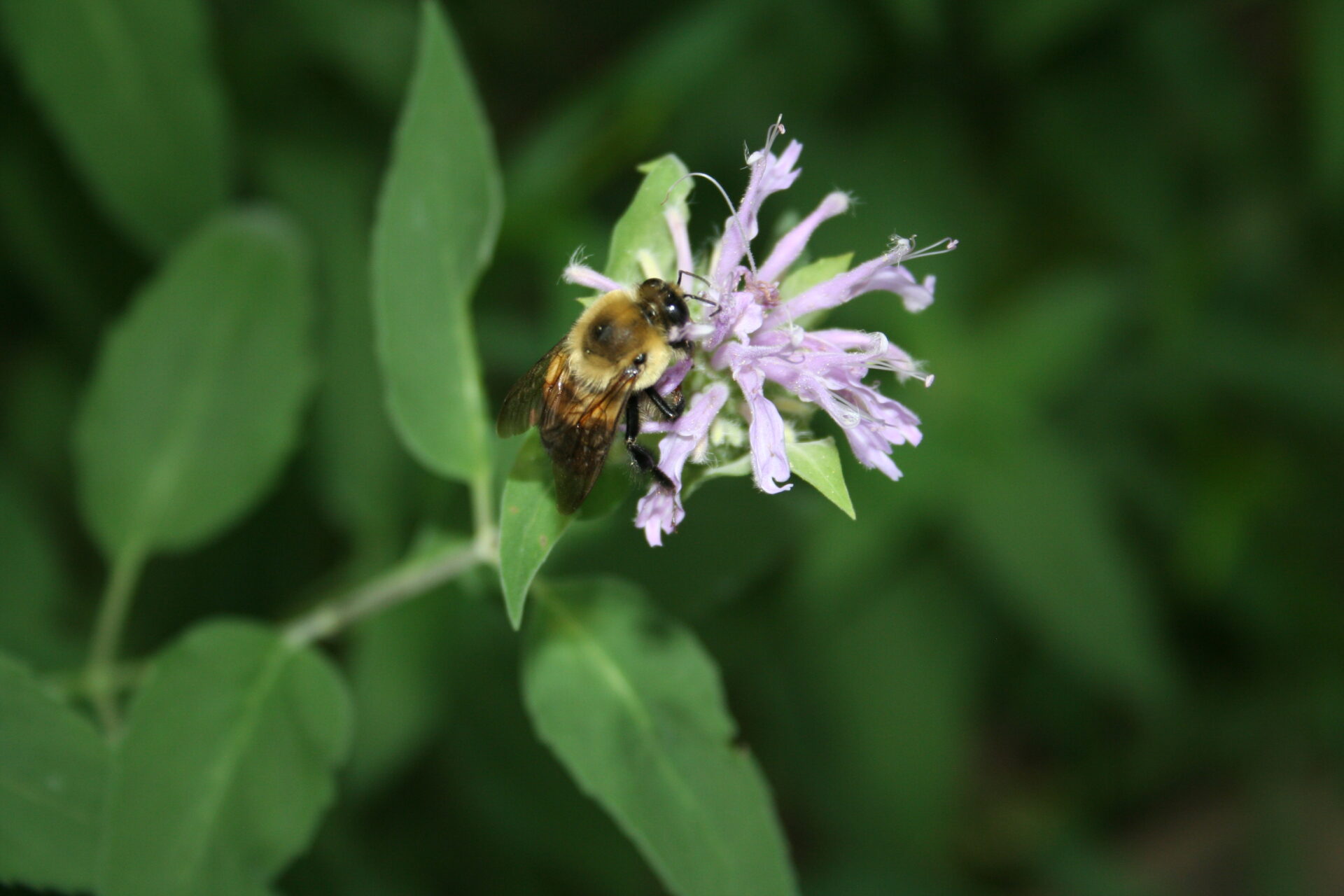 Bumblebee on a wild bergamot in Columbus, Ohio. Submitted by: Paul Dyer