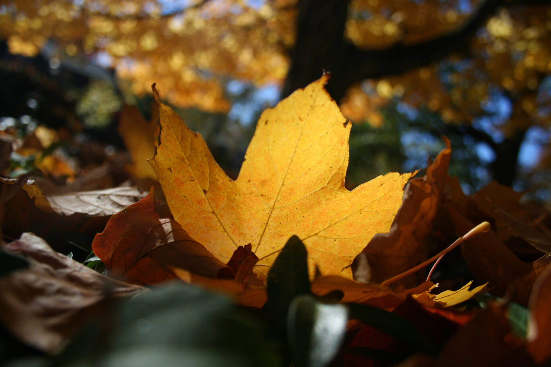Fallen sugar maple leaf glowing in the sun in Columbus, Ohio. Submitted by: Paul Dyer