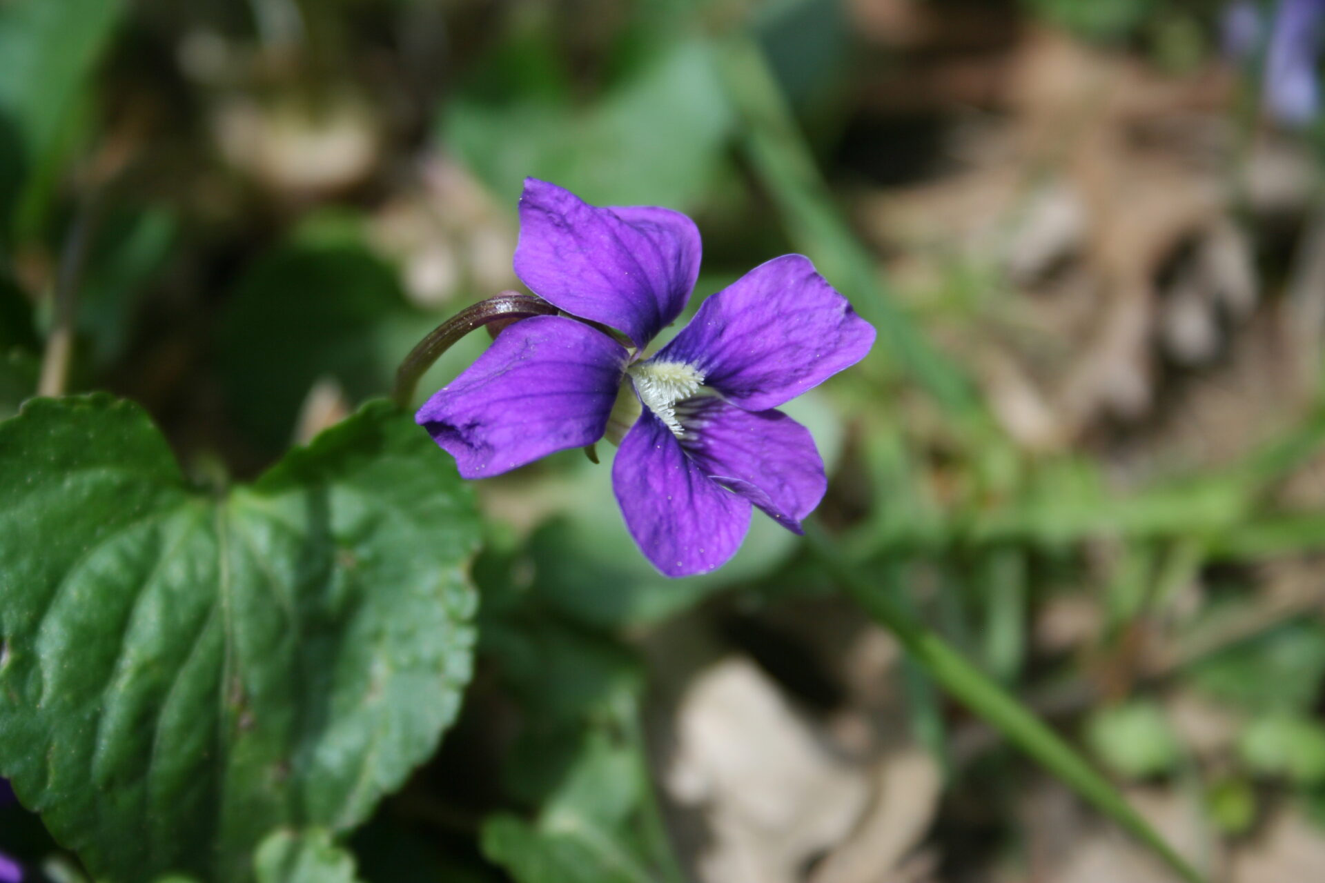A blooming violet in the yard. Submitted by: Paul Dyer