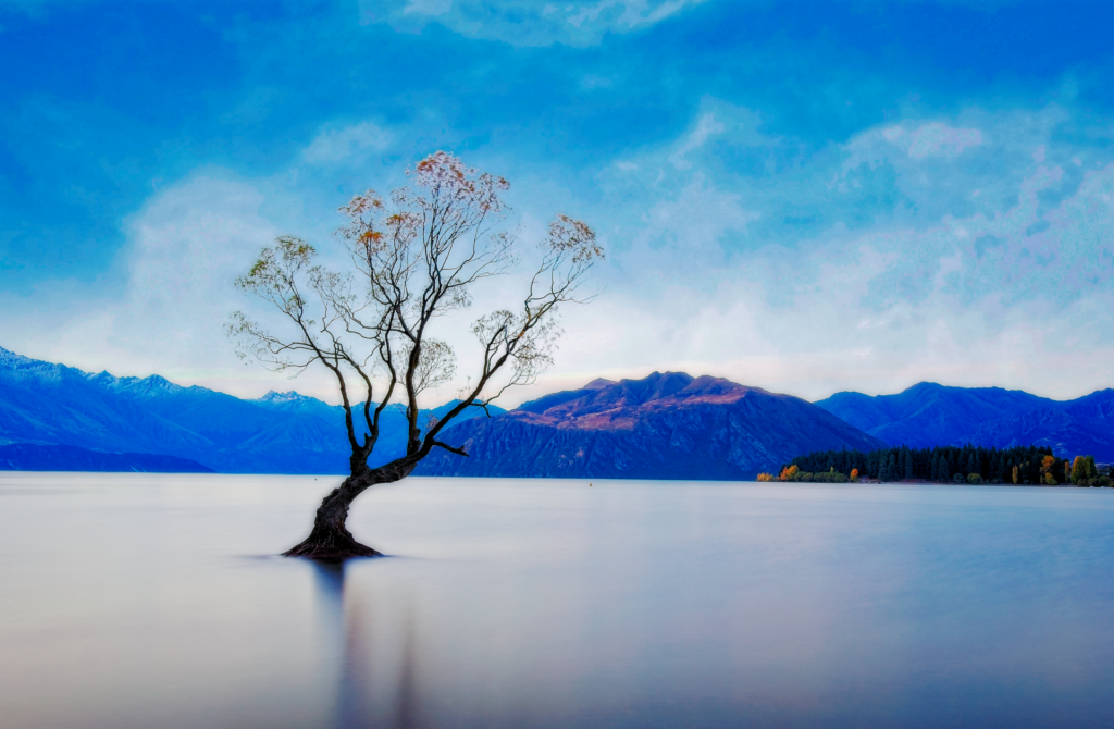 That Wānaka Tree in Lake Wānaka on South Island, New Zealand. Submitted by: Paul Wilson