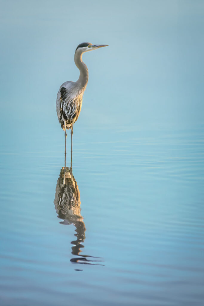 Blue heron basks in afternoon sunlight in Charleston Slough. Submitted by: Steve Harris