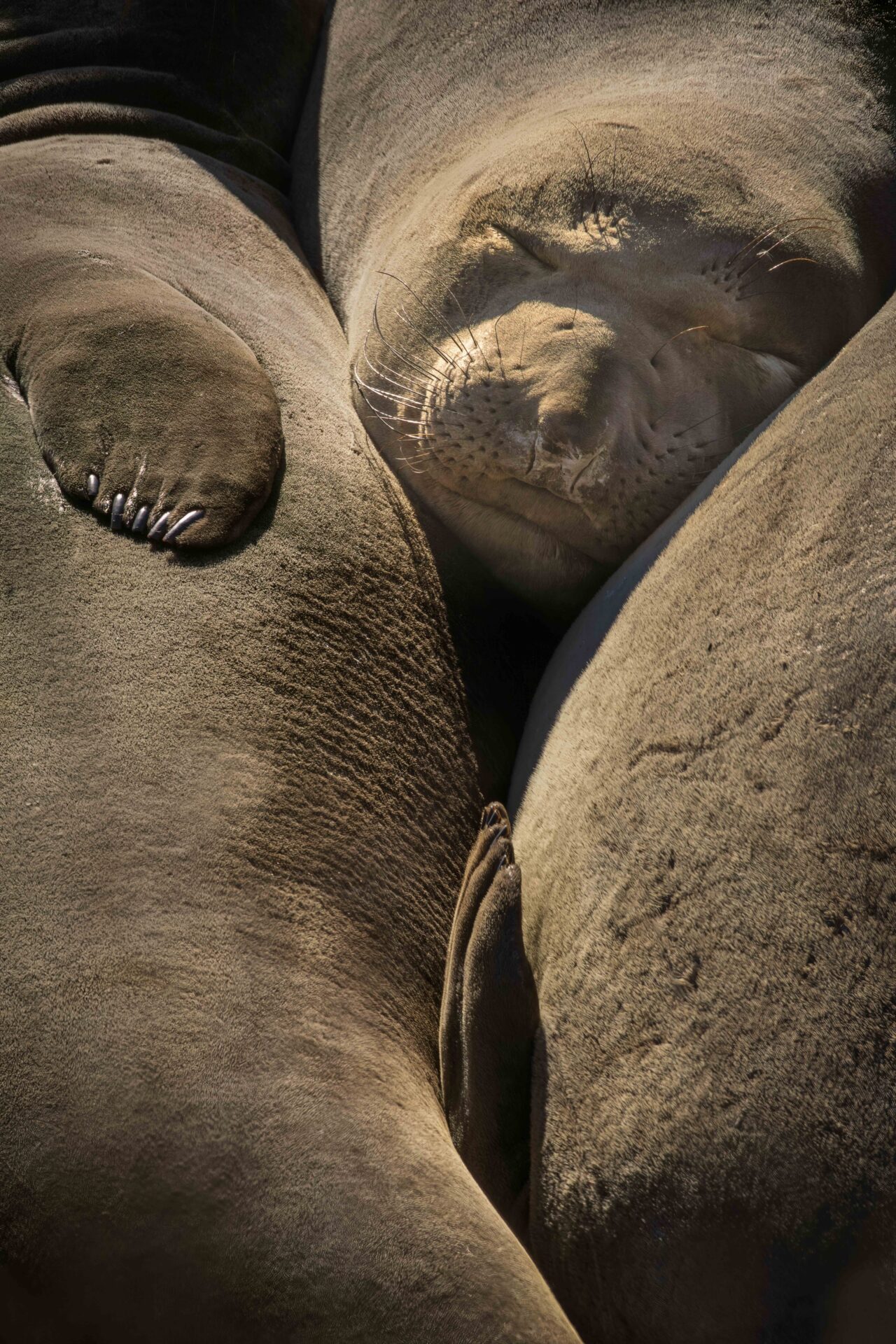 Three young Elephant seal males basking in the afternoon sun, near San Simeon, California. Submitted by: Steve Harris