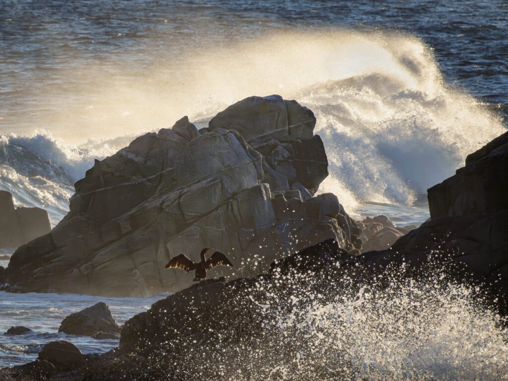 A cormorant basks in the sun while ocean waves crash around it in Pacific Grove, California. Submitted by: Steve Harris