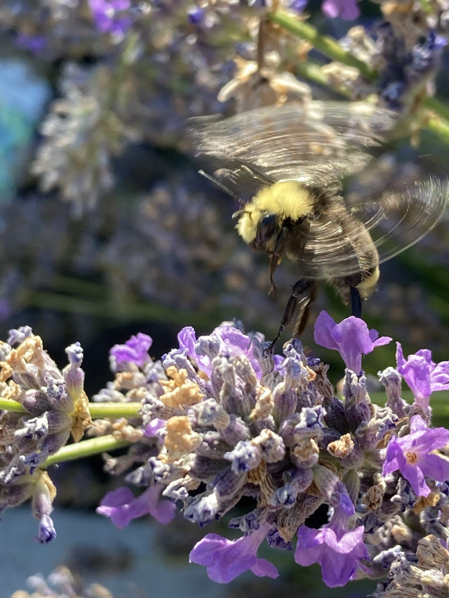 Seeing the eyes, mouth, tongue, legs, and wings in motion so clearly blows me away! Submitted by: Stephanie Scheer