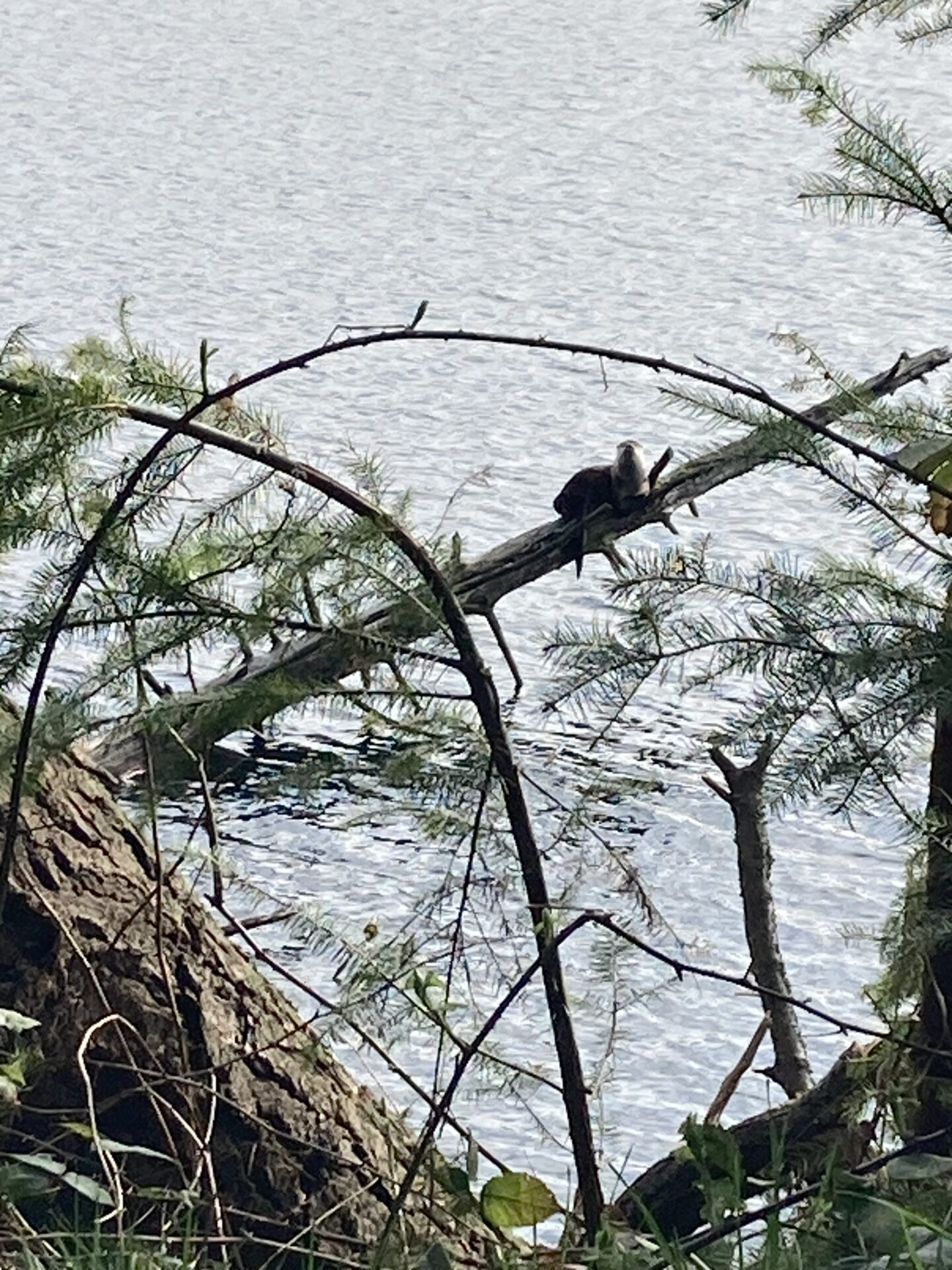 Otter and I are making eye contact. After I got the photo, I went back a couple of days later, and the log and otter were nowhere to be seen! Submitted by: Stephanie Scheer