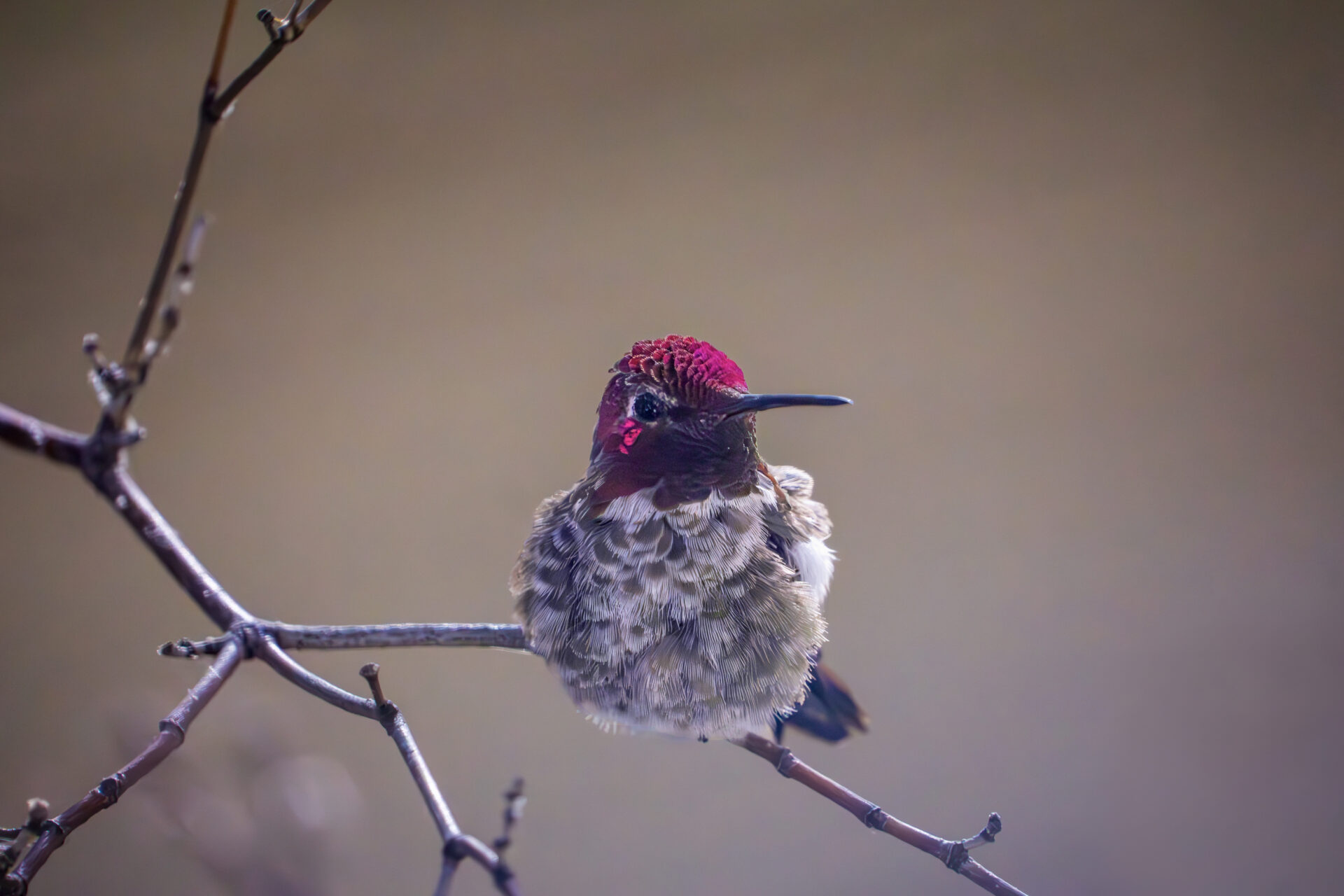 A recently fledged hummingbird rests in the tree where he was born. Submitted by: Steve Harris