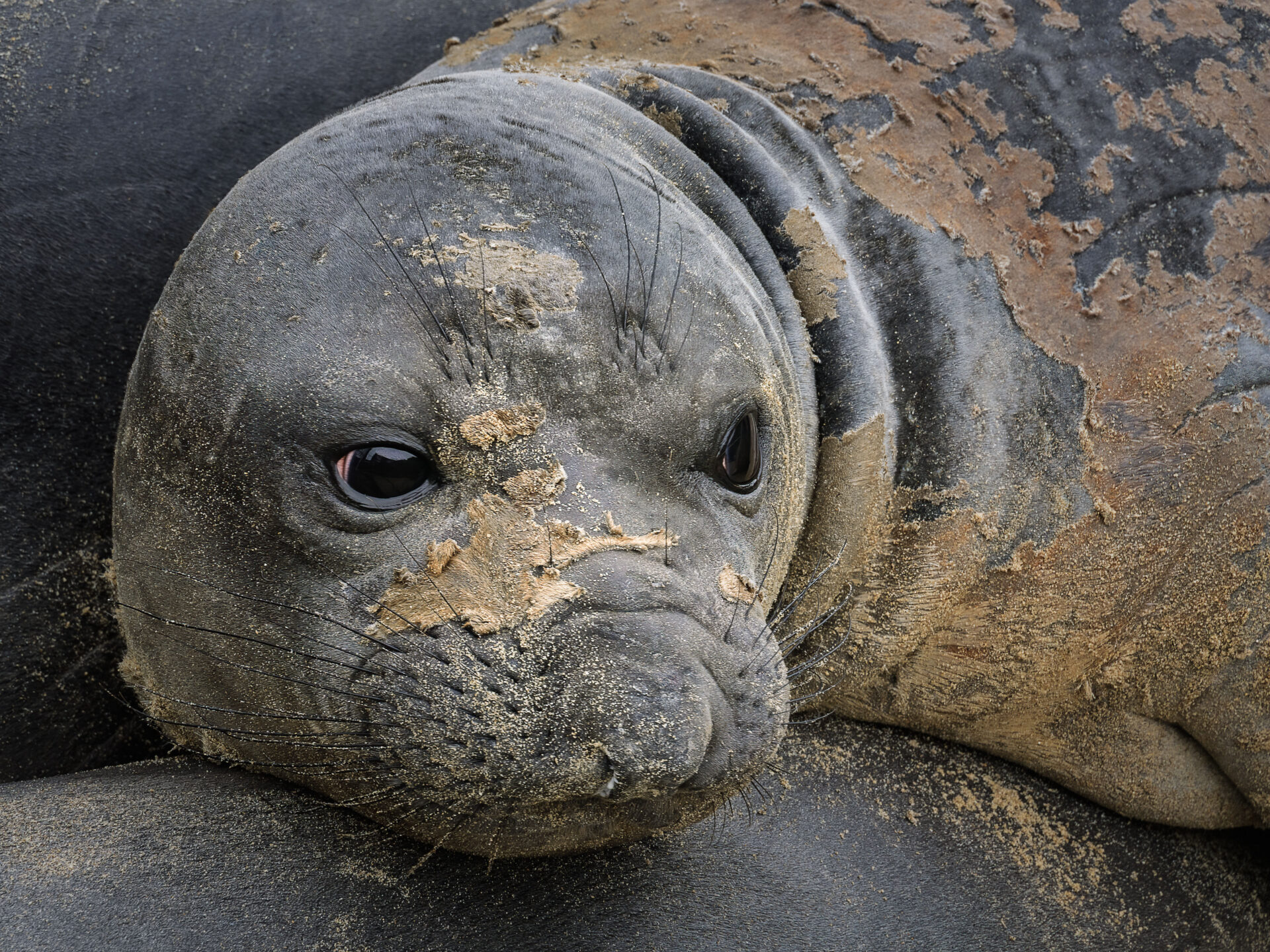 A juvenile seal in molt at Point Reyes National Seashore in California. Submitted by: Steve Harris