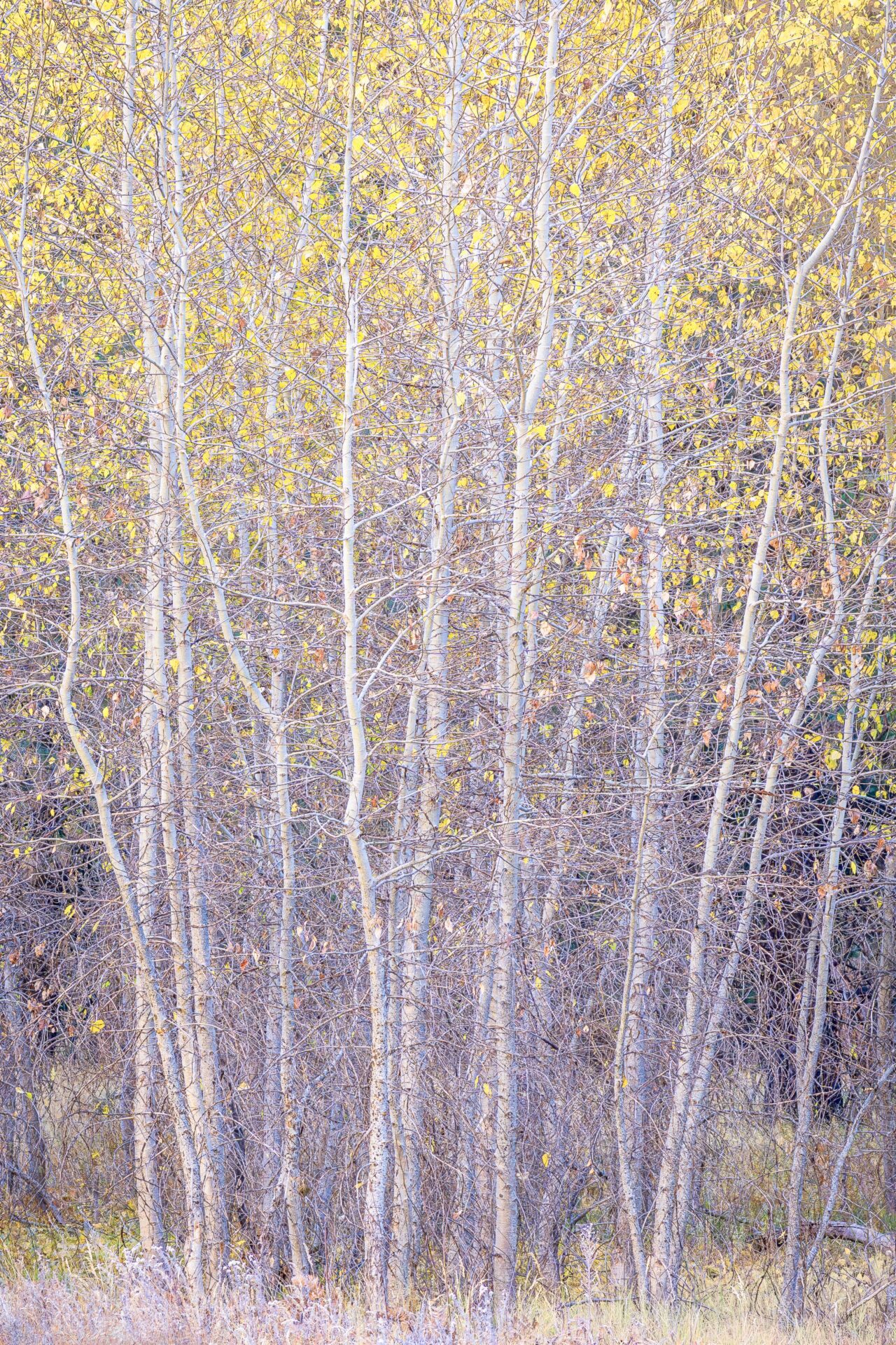 Cottonwood trees show off their fall colors in Yosemite's El Capitan Meadows. Submitted by: Steve Harris