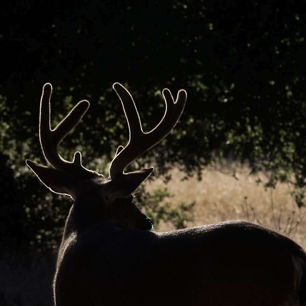 A chance encounter with a herd of deer as I entered a county park led to this photo of a buck, whose antlers were beautifully backlit by the afternoon sun. Submitted by: Steve Harris