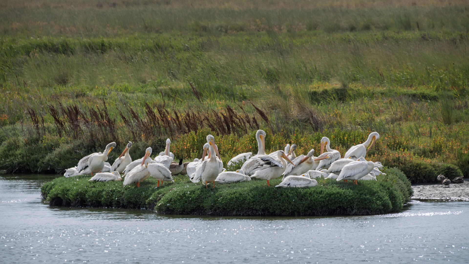 A flock of pelicans and a couple of geese rest on a small islet in Charleston Slough, along San Francisco Bay. Submitted by: Steve Harris