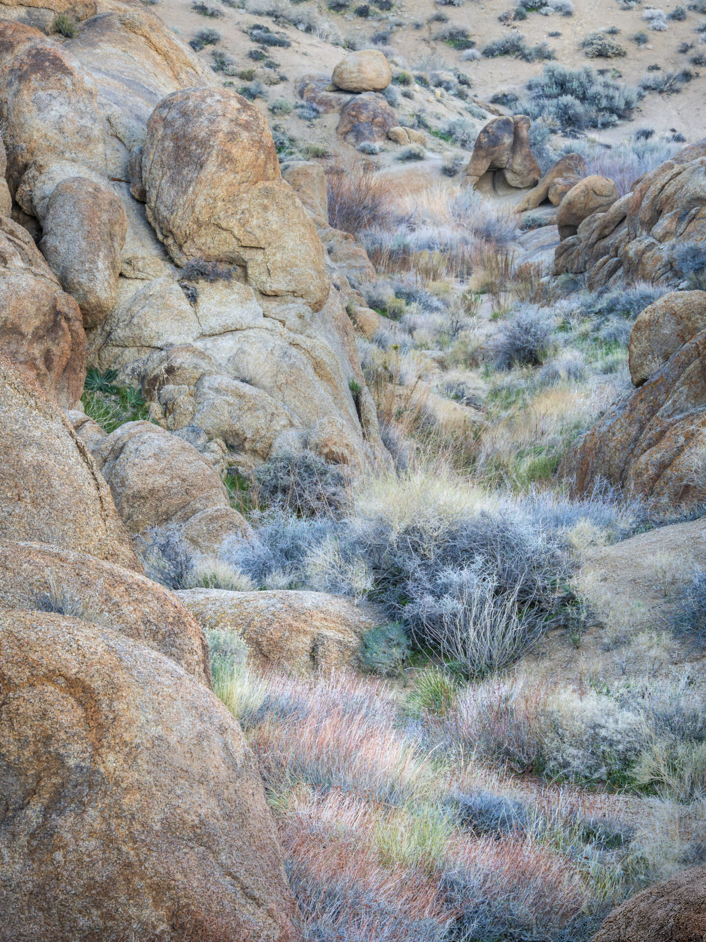 Desert brush sporting a wide array of subtle colors amidst the boulders of Alabama Hills in California. Submitted by: Steve Harris