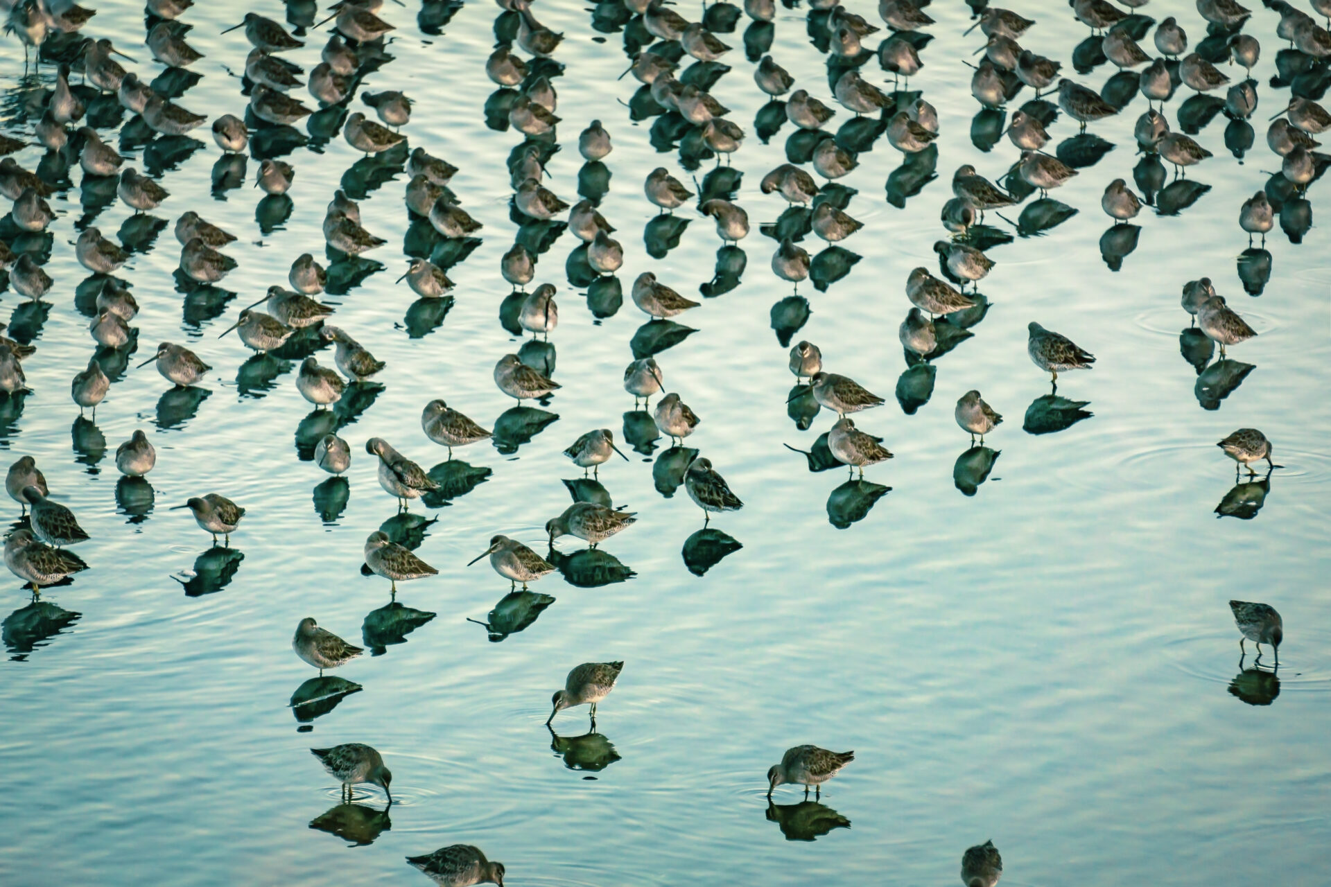 A flock of sandpipers, also known as a 