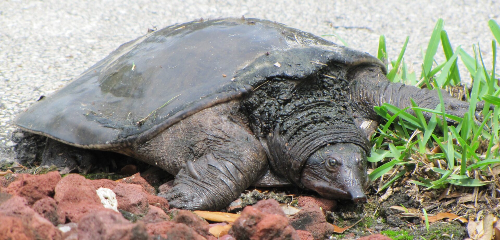 A Long-Nose Turtle in South Florida. Submitted by: Steven Price