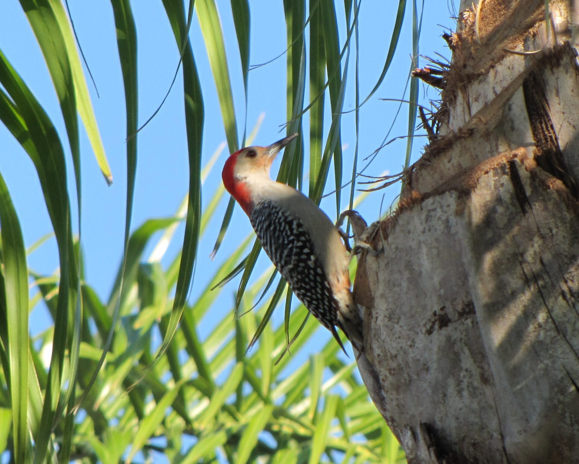 Woodpecker on a palm tree trunk in Palm City, Florida. Submitted by: Steven Price