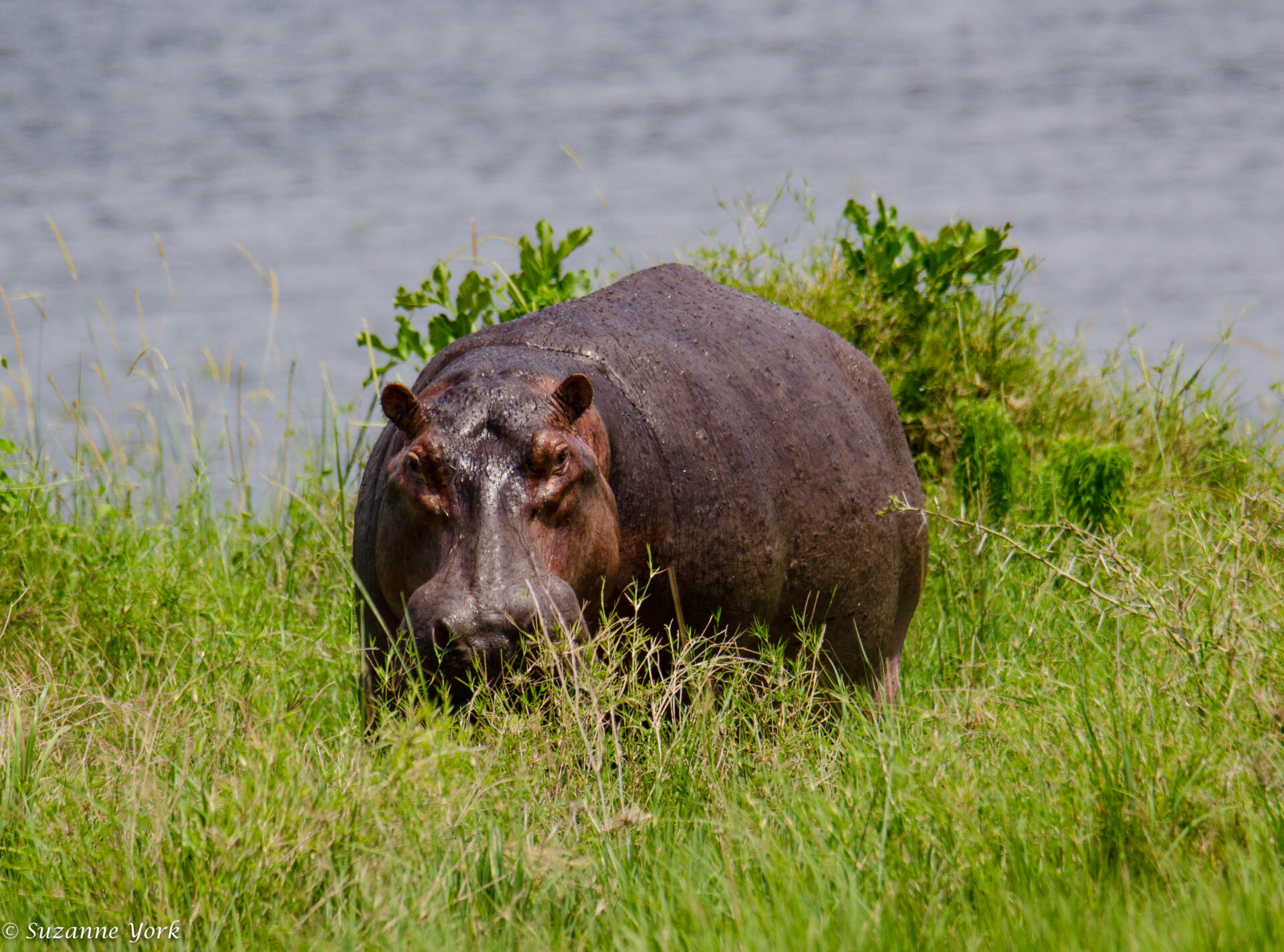 A hippo coming out of the water in Murchison Falls National Park. We were close to it, but not too close, as hippos can be dangerous. Interesting fact, hippos produce their own natural 