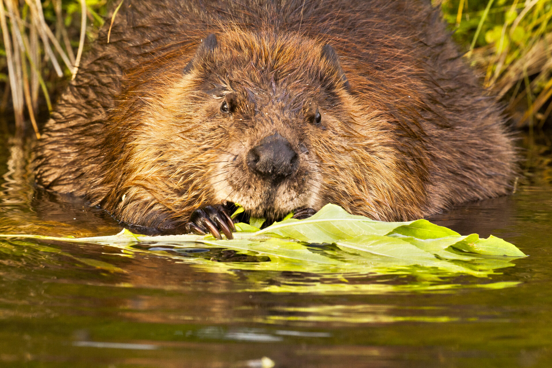 I was kayaking around sunset as they were browsing the shore. After I stayed with them for 30 minutes at a distance, they finally relaxed and allowed me to take some close-up portraits. Submitted by: Tom Cameron
