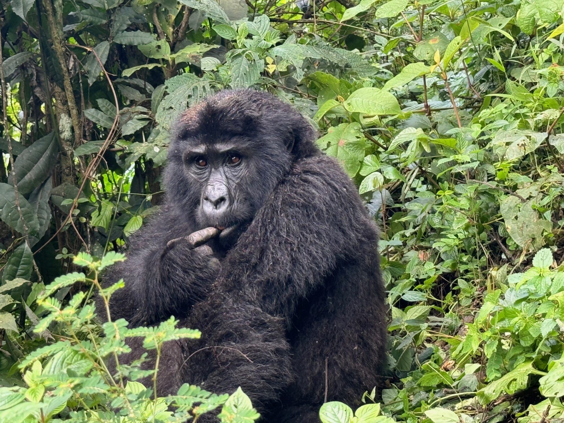 A cheeky young gorilla at Bwindi Impenetrable Forest National Park in Uganda. Submitted by: Tanya Krejberg