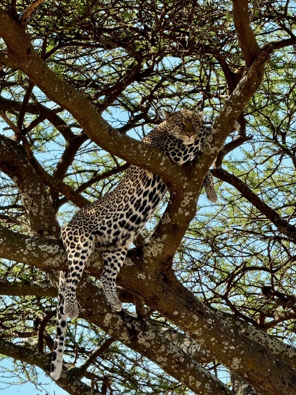 Leopard chilling in a tree. Spotted during a game drive at Tarangire National Park. Submitted by: Tanya Krejberg