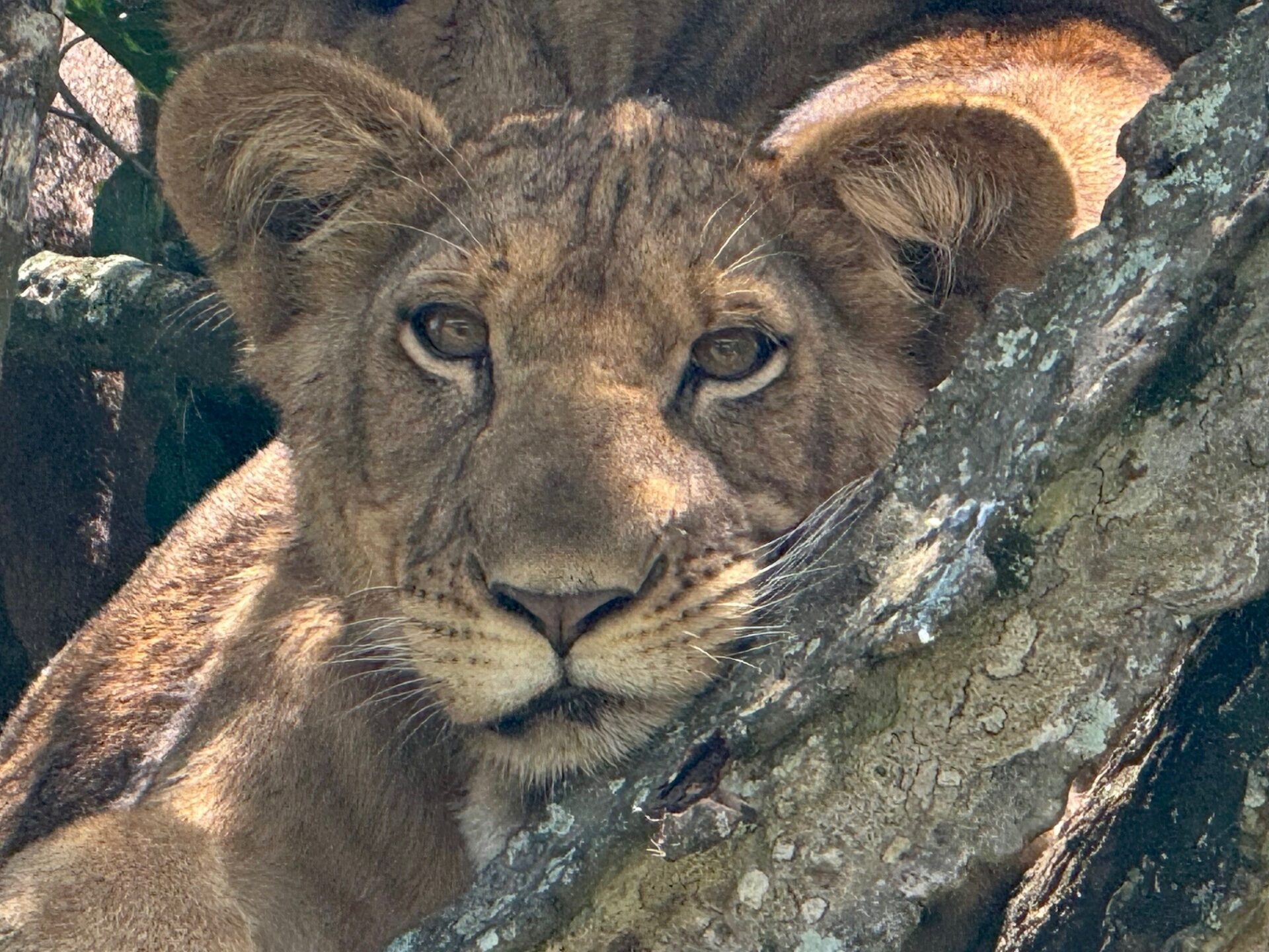 A young lion resting in a tree watching us watch them. Photographed at Queen Elizabeth National Park. Submitted by: Tanya Krejberg