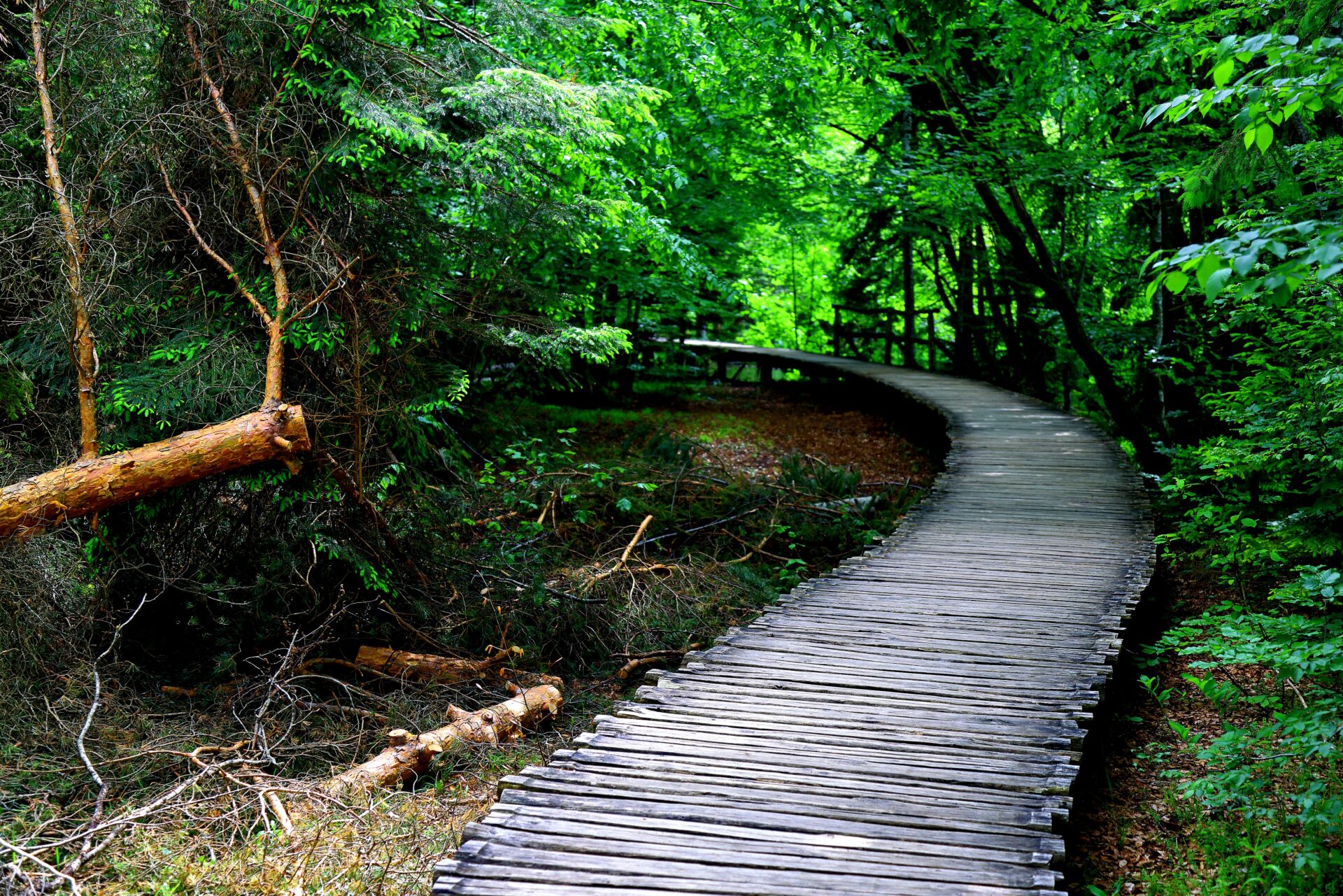 The Plutvice National Park is one of the oldest and largest national parks in Croatia. In 1979, it was added to the UNESCO World Heritage list. The walkway is made of chestnut wood, which does not grow in the park and had to be brought in. There is no harvesting of the wood in any of the park’s 114.61 square miles. Submitted by: Telin Ozier