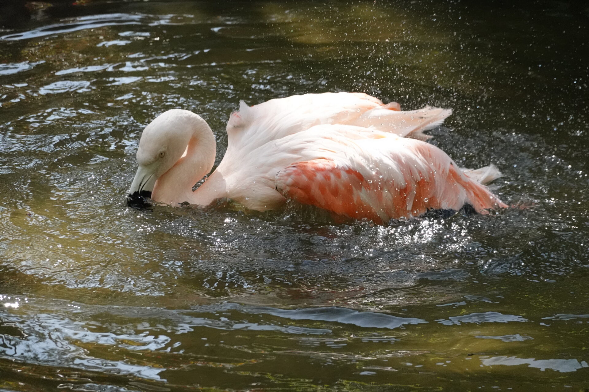 Plunging flamingo in St. Petersburg, Florida. Submitted By: Wendy Dodek