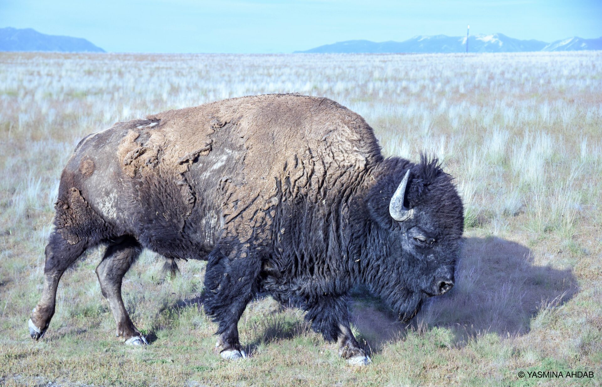 An American bison sheds its winter coat as it prepares for the summer heat. Photographed at Antelope Island State Park in Utah. Submitted By: Yasmina Ahdab