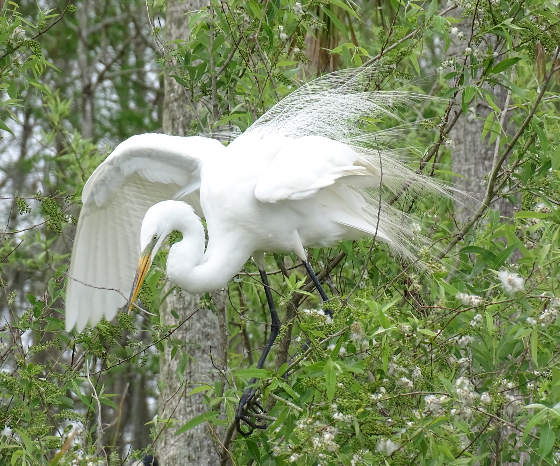 A Great egret in breeding plumage is landing with nesting material. Photographed in the Orlando Wetlands in Christmas, Florida. Submitted by: Catherine Knoop